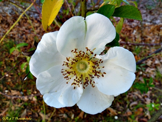 {Rosa laevigata}